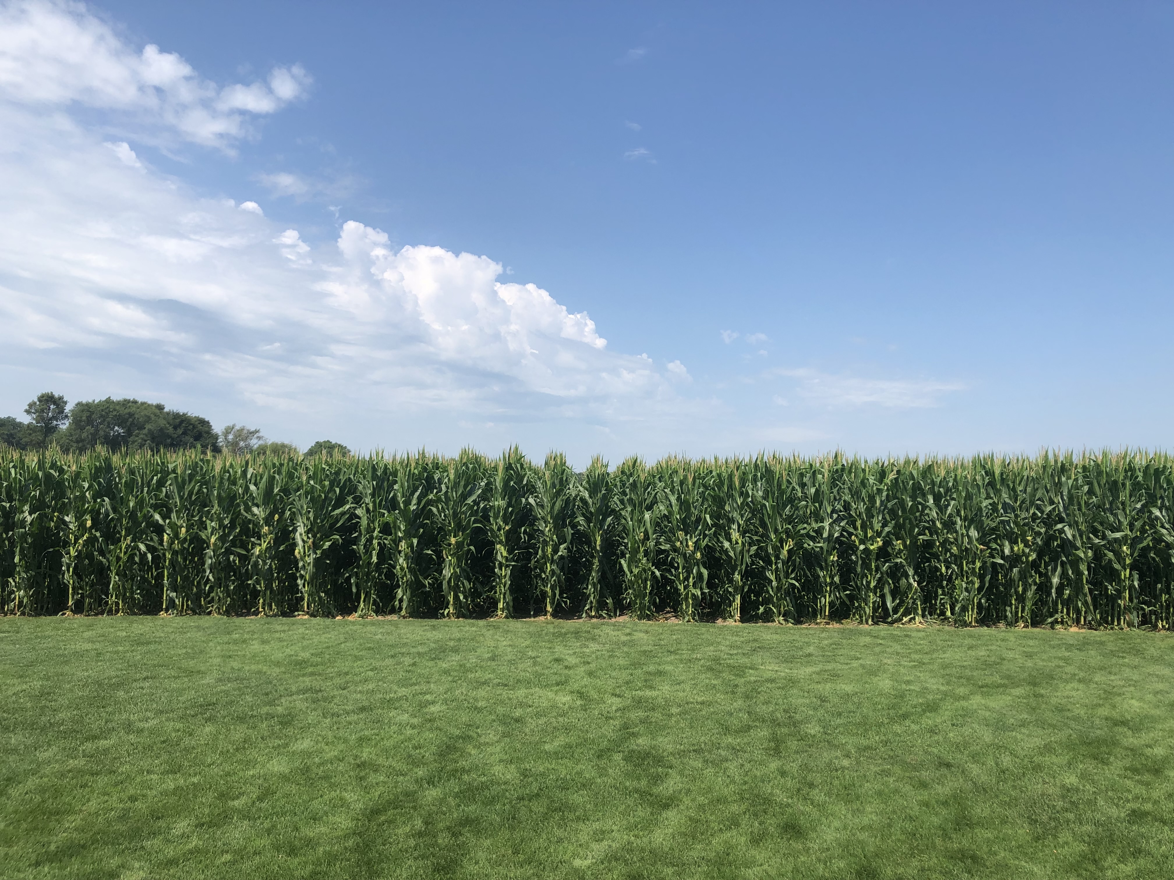Iowa Cornfields